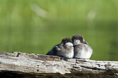 Bufflehead ducklings (Bucephala albeola), Clear Lake, Linn County, Oregon.