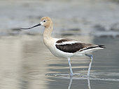 American Avocet (Recurvirostra americana) eating Alkali Flies (Ephydra hians) in Mono Lake, Mono County, California. The flies, along with brine shrimp, are the only invertebrates capable of living in the highly saline and alkaline water of the lake. Many migratory birds depend on these two species for food during stop-overs in their annual flights.