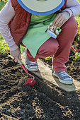 Turnip seedlings online