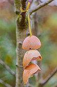Egg shells preventively suspended in a tree against diseases: no scientific data supports this practice ...