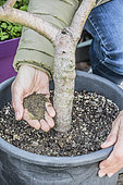 Supply of fertilizer to a fruit tree grown in a pot, in winter