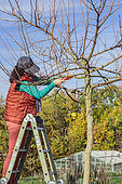 Woman carving a Korean mulberry in tray, in winter