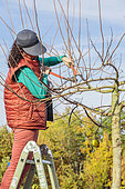 Woman carving a Korean mulberry in tray, in winter