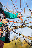 Woman carving a Mulberry tree in winter