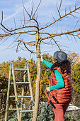 Woman carving a Korean mulberry in tray, in winter