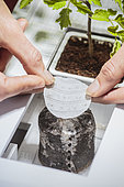Indoor vegetable growing in hydroponics / aquaponics: basil seedling