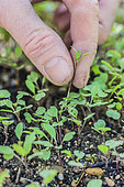 Lighten a seedling of arugula or radish