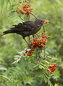 Blackbird (Turdus merula) feeding on rowan berries, England
