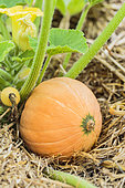 Squash 'Gold Nugget', a kind of non-runner pumpkin, for small gardens.