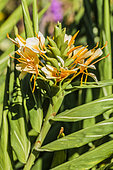 Ginger Lily (Hedychium sp) 'Docteur Moy' flowers