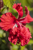 Chinese ibiscus (Hibiscus rosa-sinensis) 'Pagoda Rouge'