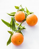Clementine Clemenvilla, Citrus
