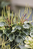 Watermelon peperomia (Peperomia argyreia)