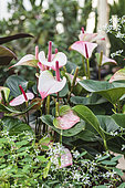 Anthurium (Anthurium andreanum) 'Princess Amalia Elegance'