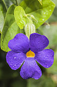 Blue glory vine (Thunbergia battiscombei)