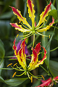 Gloriosa (Gloriosa rothschildiana) in bloom in a greenhouse