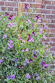 Sweet pea (Lathyrus odoratus grandiflora) 'Cupani'