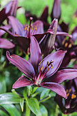 Black-flowered lily, variety 'Landini'