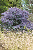 Cootamundra wattle (Acacia baileyana) 'Purpurea'