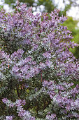Cootamundra wattle (Acacia baileyana) 'Purpurea'