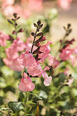 Sage (Salvia jamensis) 'Ribambelle', very vigorous and floriferous variety.