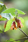 'Orange King' velvet, shrub with small colorful flowers