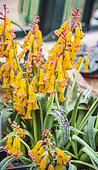 Cape Cowslip (Lachenalia aloides) 'Quadricolor' flowers in interior. This bulbous flower is not rustic but illuminates an interior by its very early flowering, behind a very bright window or veranda.