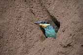 European Bee-eater (Merops apiaster) young at the exit of the nest