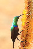 Marico sunbird (Cinnyris mariquensis) and bees foraging an inflorescence, Kruger National Park, South Africa