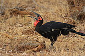 Southern Ground-Hornbill (Bucorvus leadbeateri) catching a scorpion, Kruger National Park. South Africa