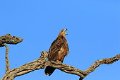 Tawny Eagle (Aquila rapax) calling on a branch, Kruger National Park, South Africa