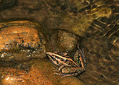 Perret's Grassland Frog (Ptychadena perreti) in water, Gabon