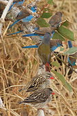 Red-billed Quelea (Quelea quelea) and Blue Waxbill (Uraeginthus angolensis) on a branch, Kruger National Park, South Africa