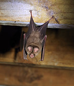 Sundevall's Leaf-nosed Bat (Hipposideros caffer), Kruger National Park, South Africa