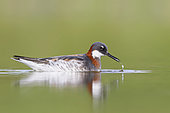 Red-necked Phalarope (Phalaropus lobatus). An adult female feeding in the water. Photographed in Stockholm Sweden in May on the birds way to their breeding grounds in the arctic.
