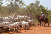 Riders leading cattle, Pantanal, Mato Grosso, Brazil.