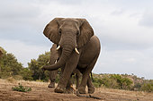 Éléphant d'Afrique (Loxodonta africana) marchant, Mashatu Game Reserve, Botswana.