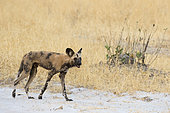 African wild dog (Lycaon pictus), Savuti, Chobe National Park, Botswana
