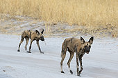 Two African wild dogs (Lycaon pictus) walking on a road in Savuti, Chobe National Park, Botswana