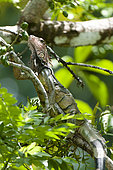 Green Iguana (Iguana iguana), Drake bay, Osa peninsula, Costa Rica.