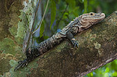Black iguana (Ctenosaura similis), Corcovado National Park, Osa peninsula, Costa Rica.