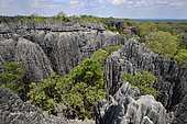 Landscape of tropical karstic phenomena in the Tsingy national park of Bemaraha, Small Tsingy area, UNESCO World Heritage site, Early November: end of dry season, Madagascar