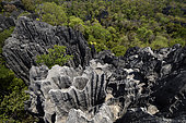 Landscape of tropical karstic phenomena in the Tsingy national park of Bemaraha, Small Tsingy area, UNESCO World Heritage site, Early November: end of dry season, Madagascar