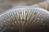 Water droplets on the underside of porcelain fungus (Oudemansiella mucida), Harz, Saxony-Anhalt, Germany, Europe