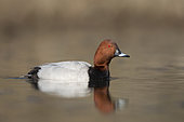 Common Pochard (Aythya ferina). An adult male swimming. Taken in early spring in Sweden.