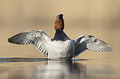 Common Pochard (Aythya ferina). An adult male stretching its wings. Taken in spring in Sweden