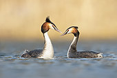 Great Crested Grebe (Podiceps cristatus). A pair of adults Grebe that just finished a display. Taken in early spring in Sweden.
