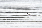 Great Crested Grebe (Podiceps cristatus). A adult bird swimming on the water. Taken in early spring in Sweden.