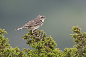 Eurasian Rock Pipit (Anthus petrosus). A adult bird during breeding season. Calling from the top of a juniper. Sweeden