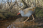 Water Rail (Rallus aquaticus). A adult rail walking through the understory of a marsh. Taken in January in Sweden.